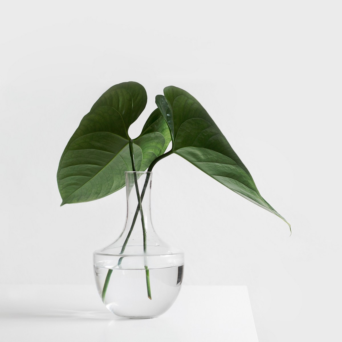 Plant afbeelding